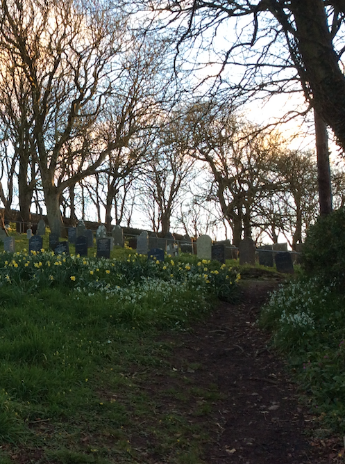 Morwenstow Churchyard with Daffodils Appearing